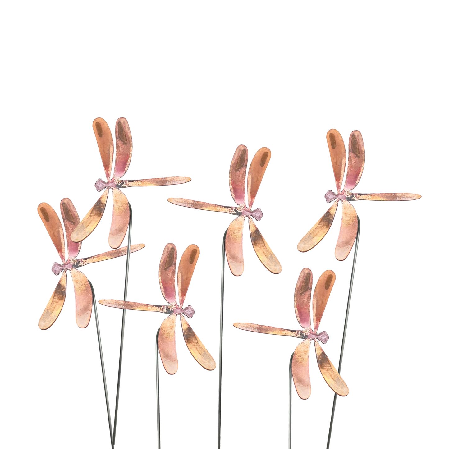 Copper Dragon flies - small