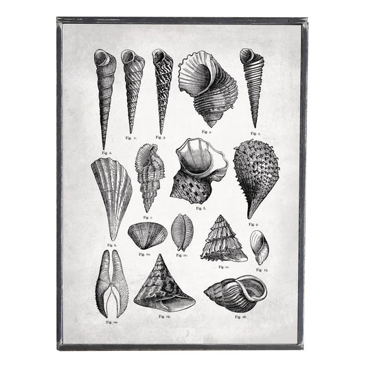 Vintage Print, Seashells, Nautical Art, Wall Decor
